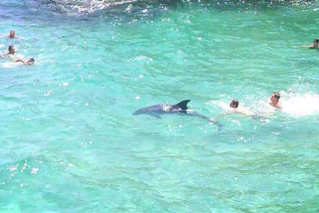 Sopresa in mare: un delfino nuota tra i bagnanti per ore. Foto 